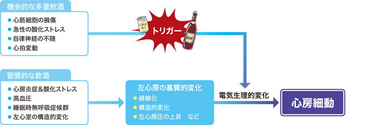 習慣的な飲酒によって心房炎症&酸化ストレス・高血圧・睡眠時無呼吸症候群・左心室の構造的変化などが引き起こります。続くと左心房の気質的変化（線維化・構造的変化・左心房圧の上昇など）につながります。そこに、機会的な多量飲酒による心筋細胞の損傷・急性の酸化ストレス・自律神経の不随・心拍変動がトリガーとなって電気生理的変化が起こることで心房細動が発症します。