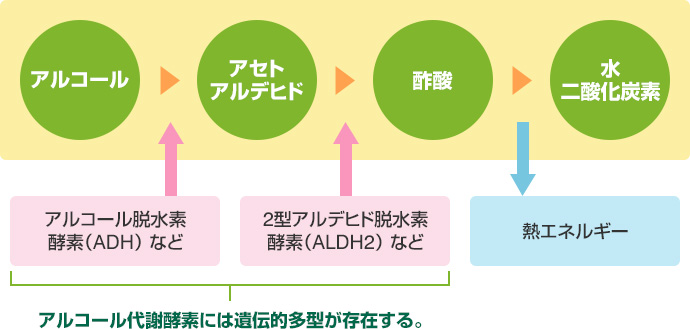 肝臓によるアルコール代謝のメカニズムについて、アルコールがアセトアルデヒドに代謝される過程でアルコール脱水素酸素（ADH）などに分解される。アセトアルデヒドが酢に代謝される過程で2型アルデヒド脱水素酸素（ALDH2）などに分解され、2つの分解にはアルコール代謝酵素には遺伝的多型が存在します。酢酸が水や二酸化炭素に代謝するされる過程では熱エネルギーが発生します。